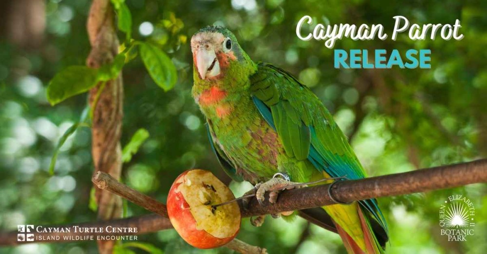 Cayman Parrot Release