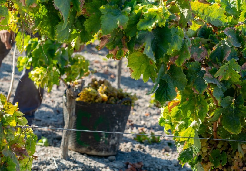 SWIRL: Favourite Spanish Wines