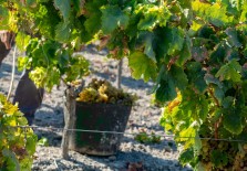 SWIRL: Favourite Spanish Wines