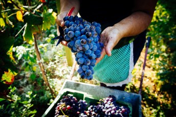 SWIRL: Italy's Best Vineyards