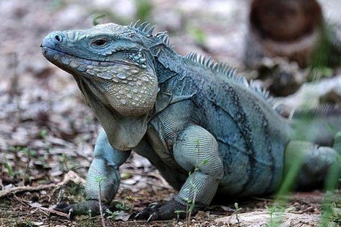 Blue Iguana