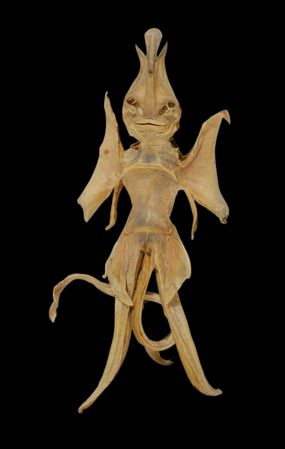 Kiemanos-1-20260330120357