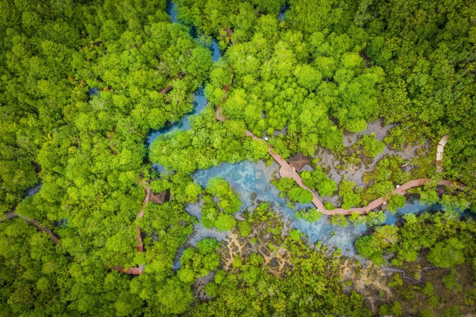 Mangrove-20250915100417