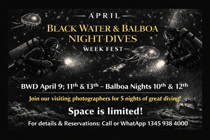 Photo-For-BWD--Balboa-Nights-Fest-20260331083934