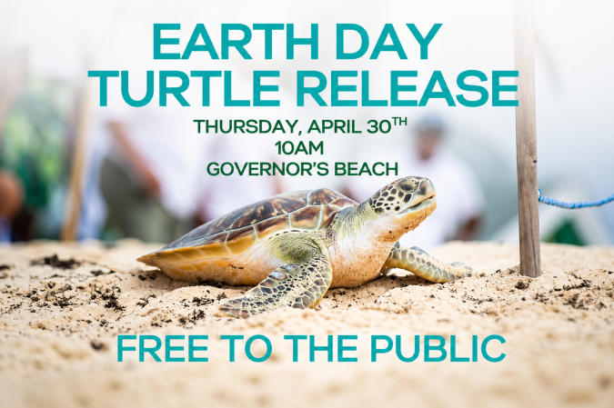 Photo-For-Earth-Day-Turtle-Release-20260427161801