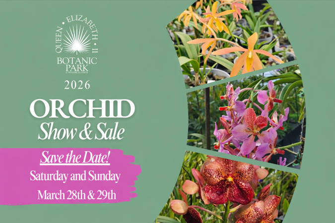 Photo-For-QEII-Botanic-Park-Annual-Orchid-Show--Sale-20260302161311