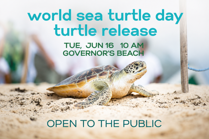 Photo-For-Turtle-Release-in-celebration-of-World-Sea-Turtle-Day-20260527084501