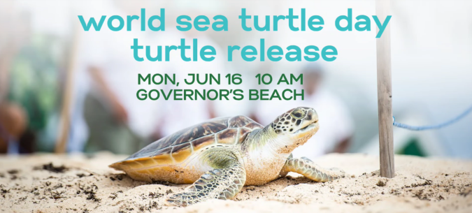 World-Sea-Turtle-Release-20250612085148